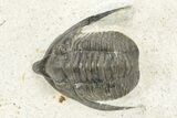 Diademaproetus Trilobite - Ofaten, Morocco #253696-1